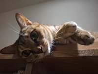 bbchumi