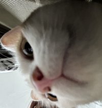 코니
