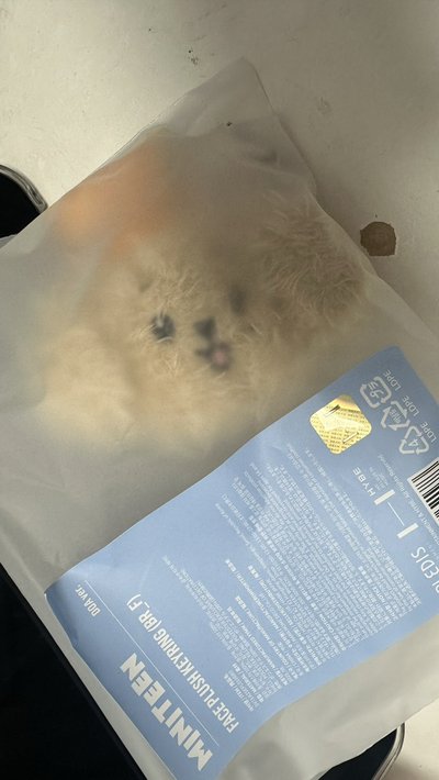 碩大頭