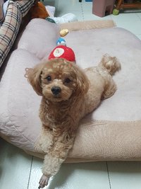 小馬踢踢