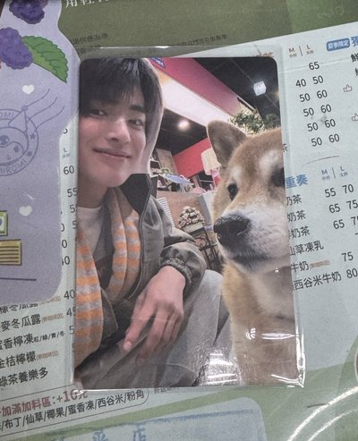 柴犬安