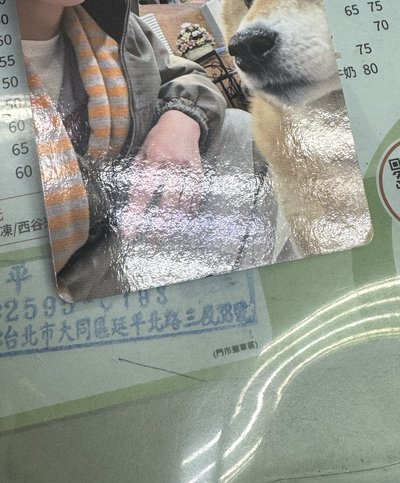 柴犬安