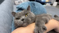 Hazel