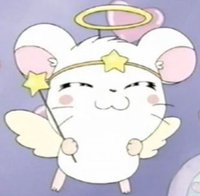貝殼