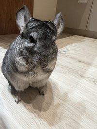 莫嚴
