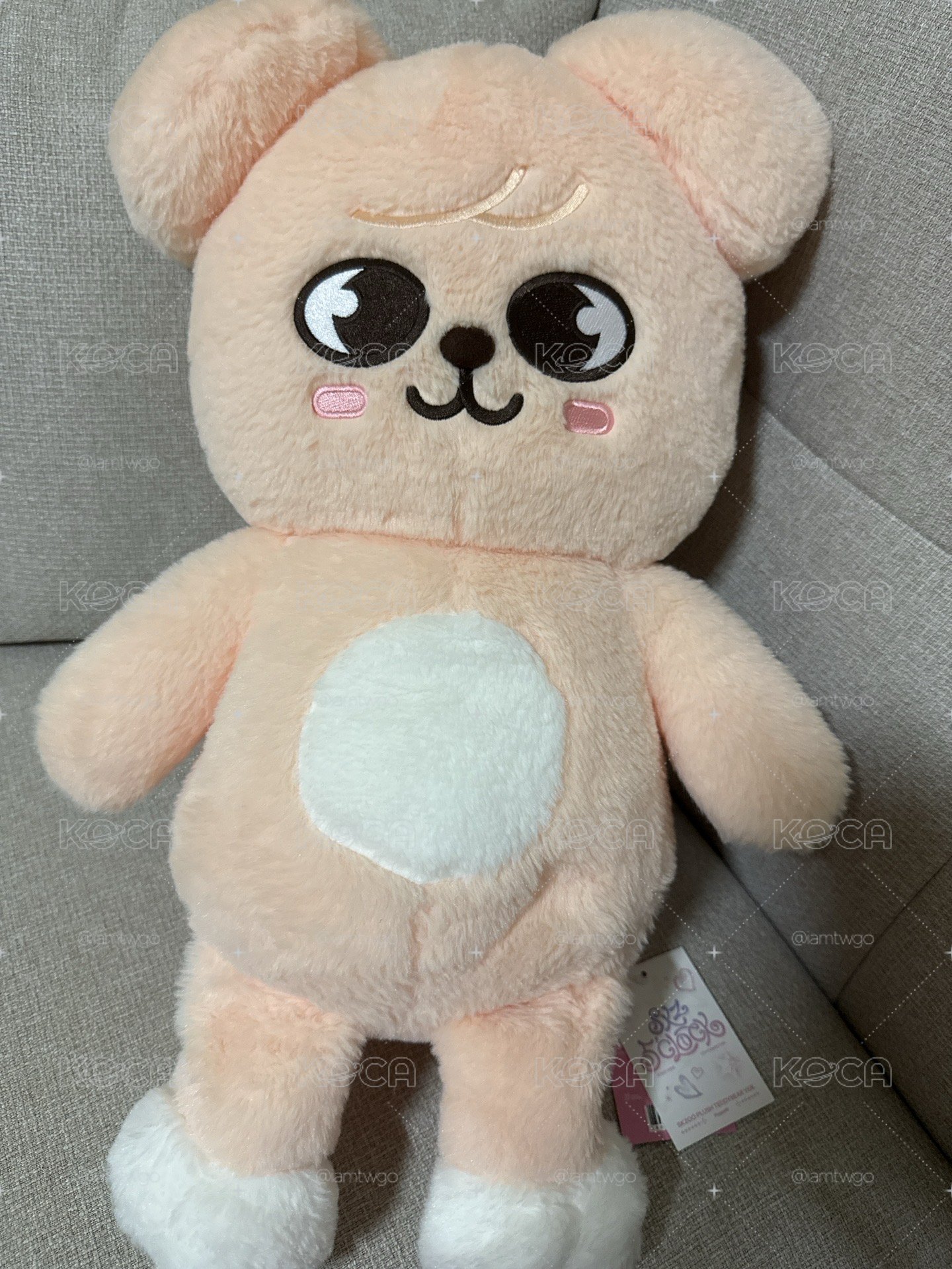 puppy m泰迪