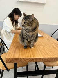 薰衣草