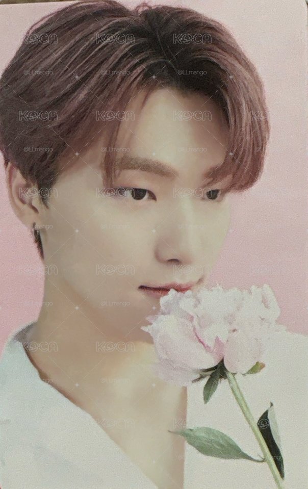 SVT Dino