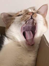 霹靂啪啦