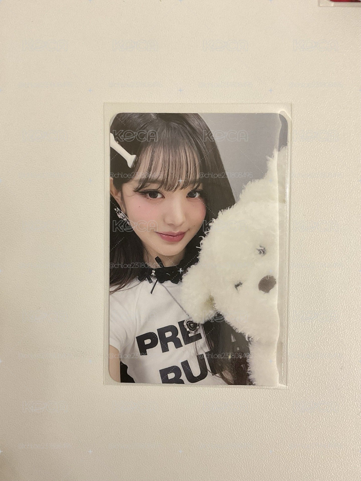 狗狗員 張員瑛