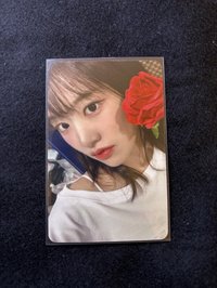 13.玫瑰