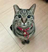 呼咪喵小舖