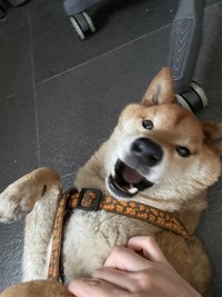 Chia