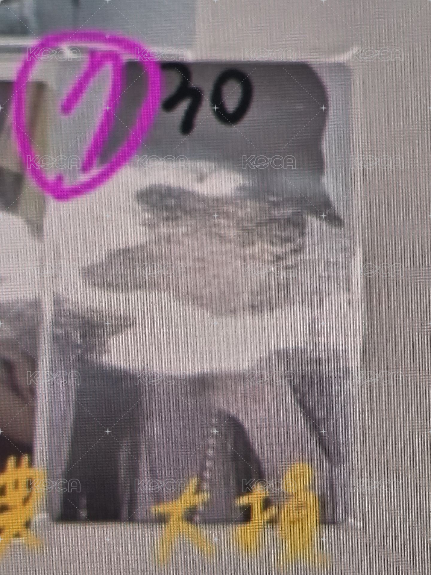 羽區7