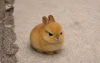 🐰