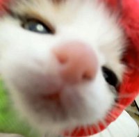 bblemon