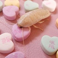 用戶2778