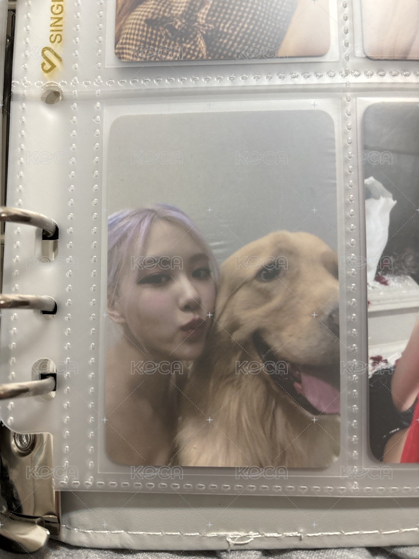 小狗狗肉肉