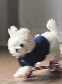 cyh