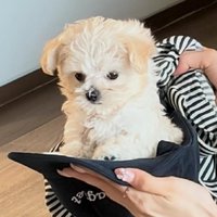미성