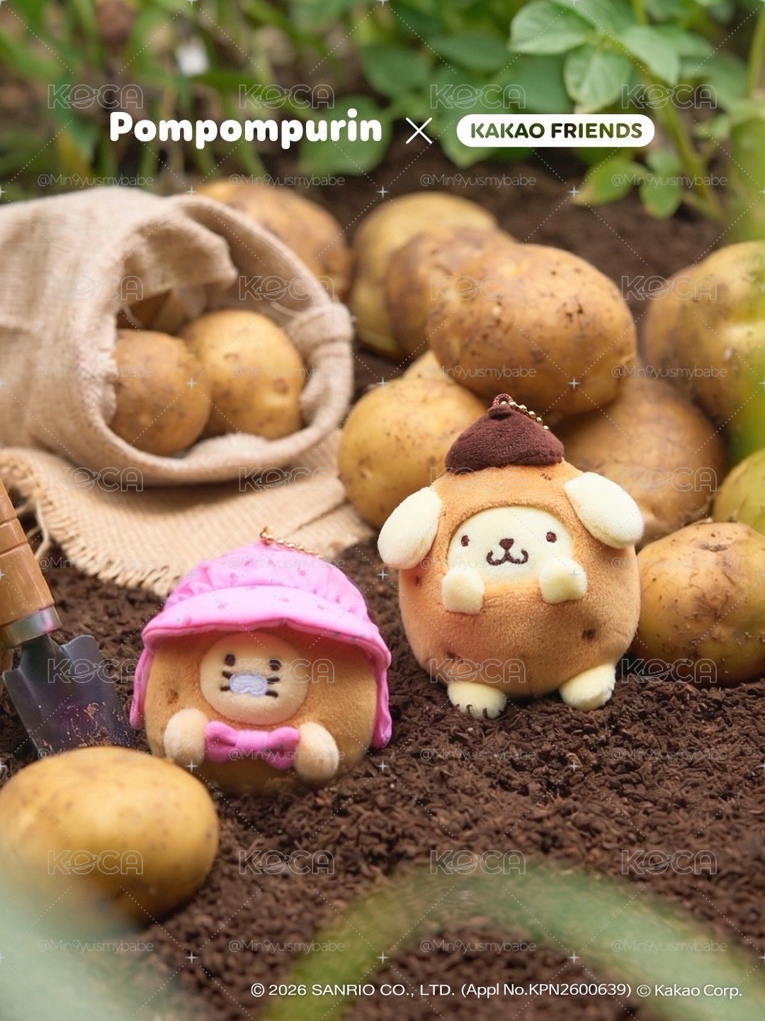 馬鈴薯春植🥔