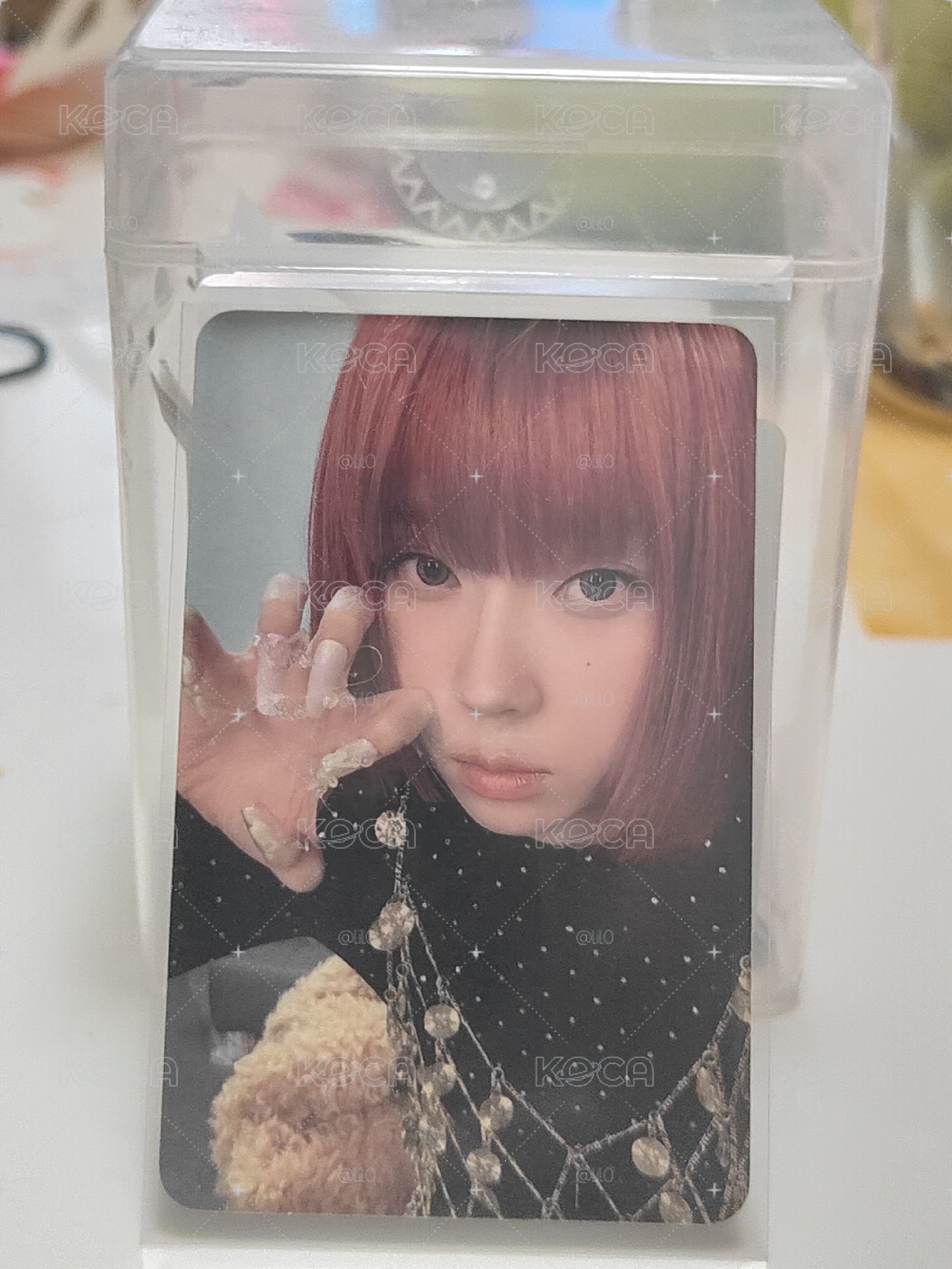 貓爪冬