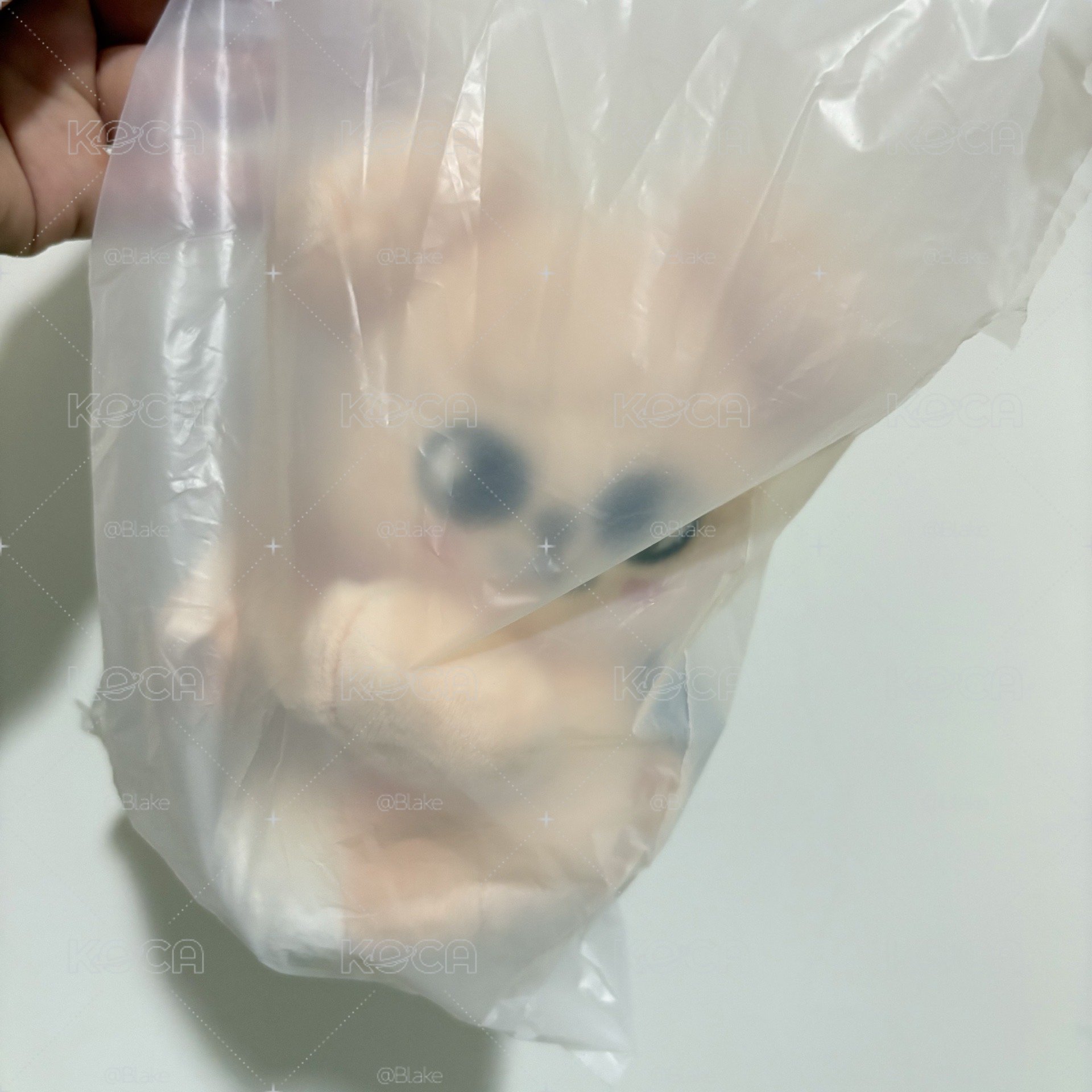 SKZOO 全球快閃店伸縮抱娃-Puppy M