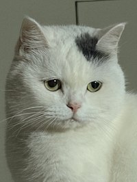 吼吼