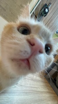 虱目魚🐟