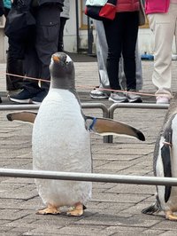 企鵝啊鵝