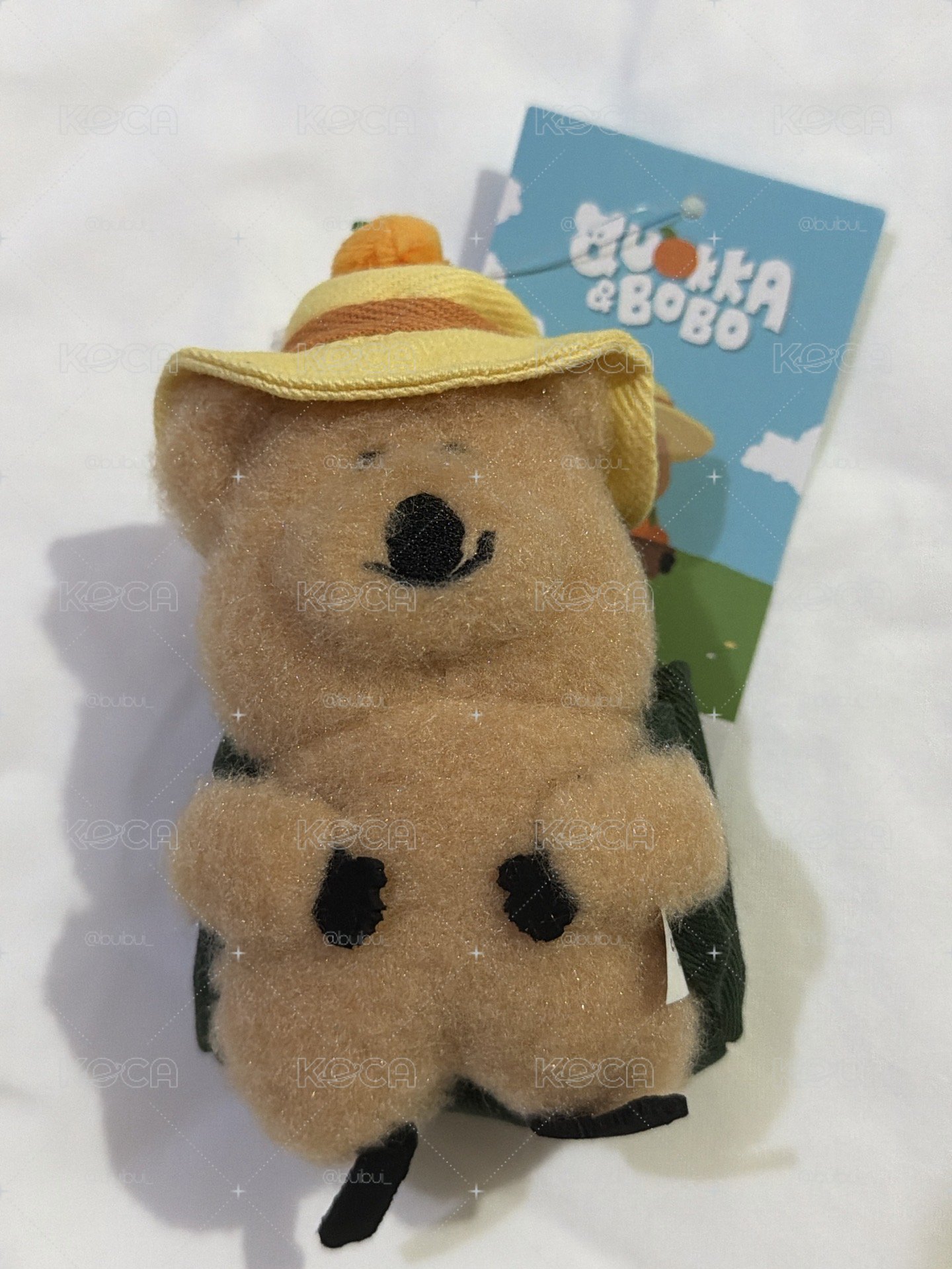 濟州島橘子袋鼠