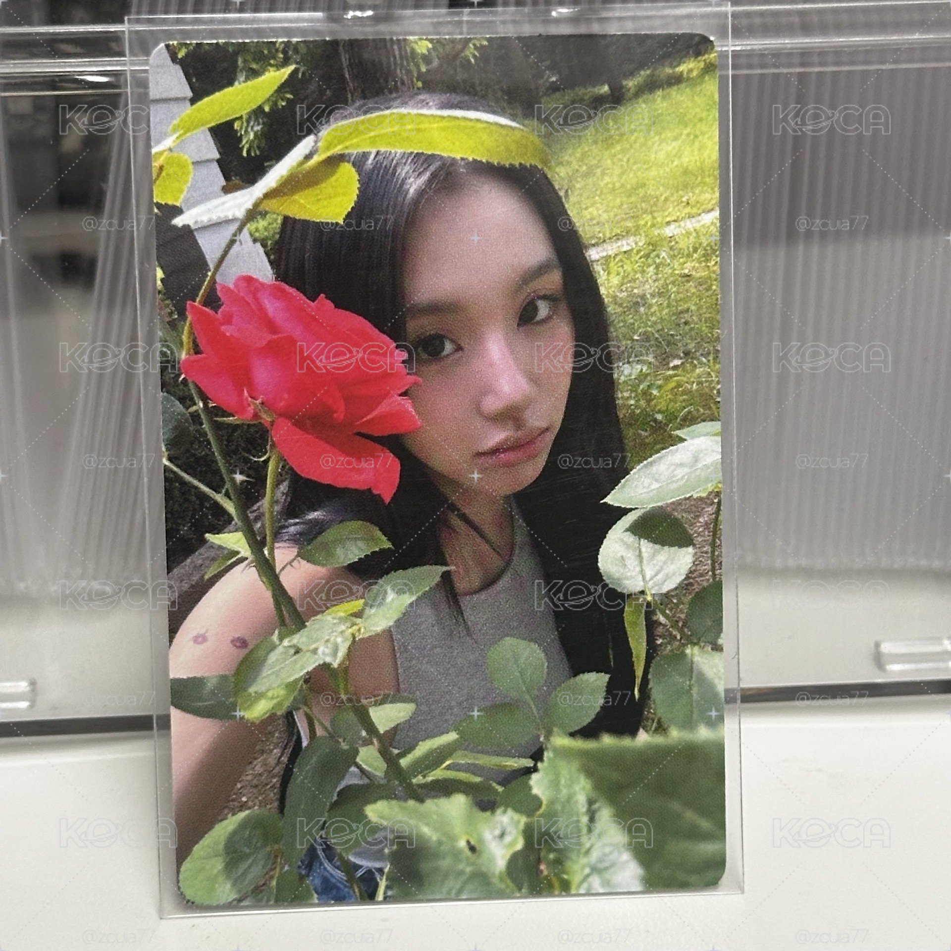 紅花彩