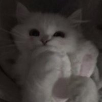 ハオ