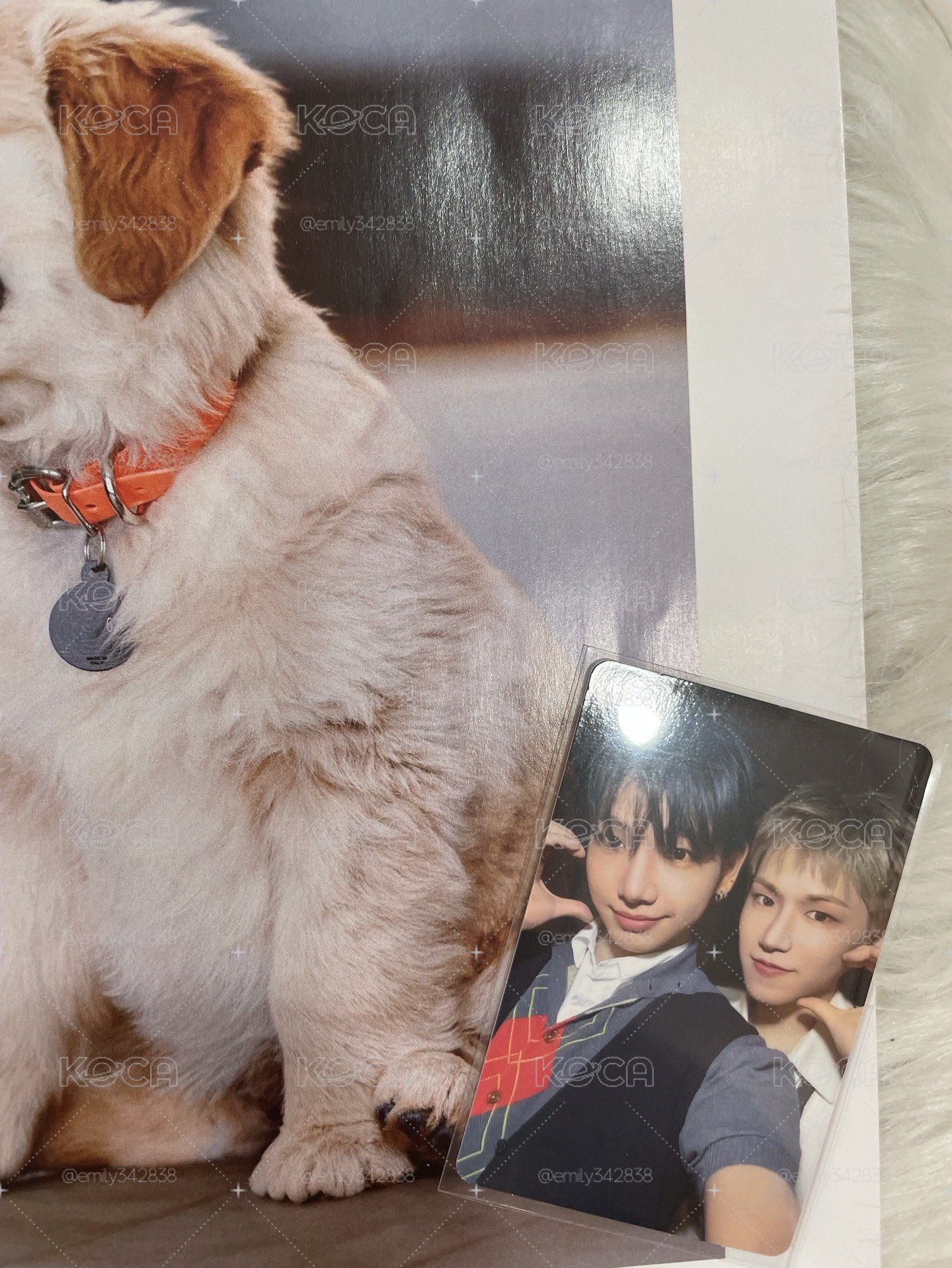 🍀【BND】🦦🐶BOYLIFE 雙人卡