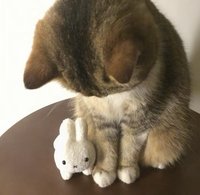 哞吉🐮