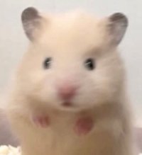 shu
