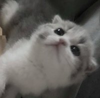 菠萝包