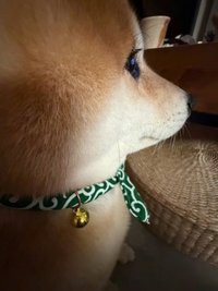 草莓麻糬🍀