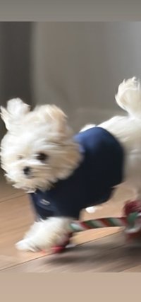 旼炡的狗🐶