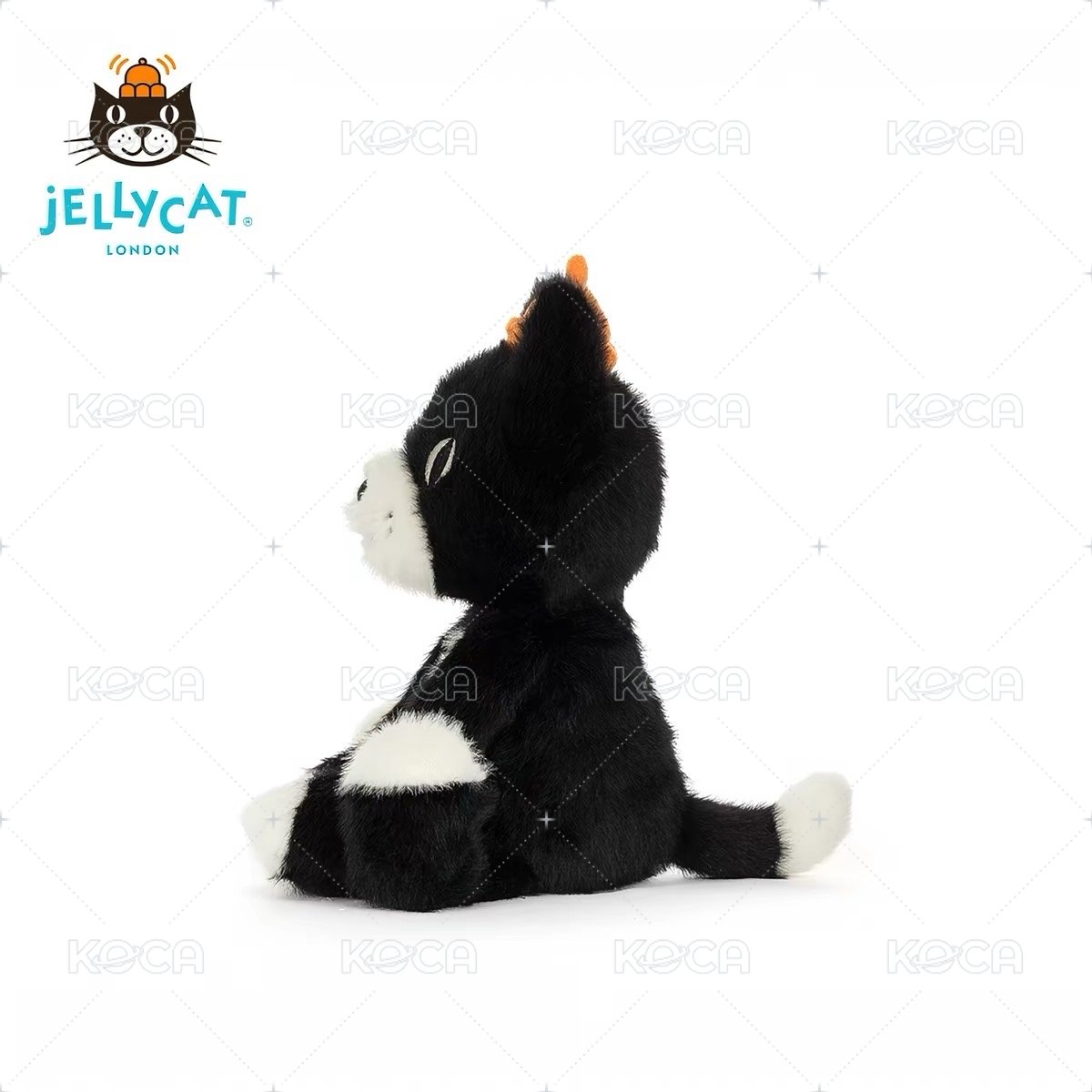 Jack Junior 幼貓