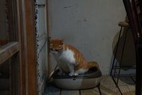 甄