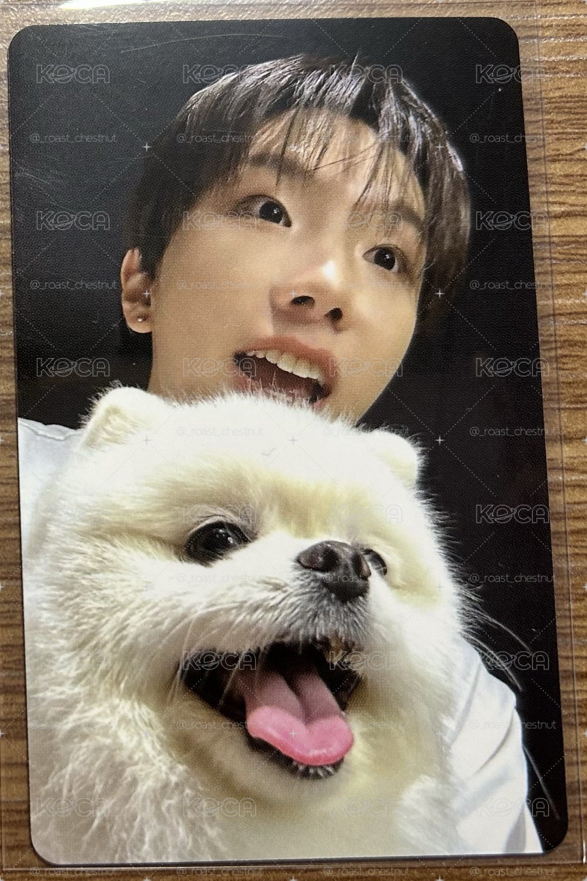 狗狗卡6