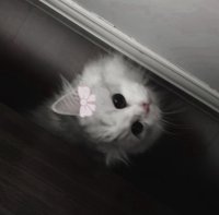 Miya