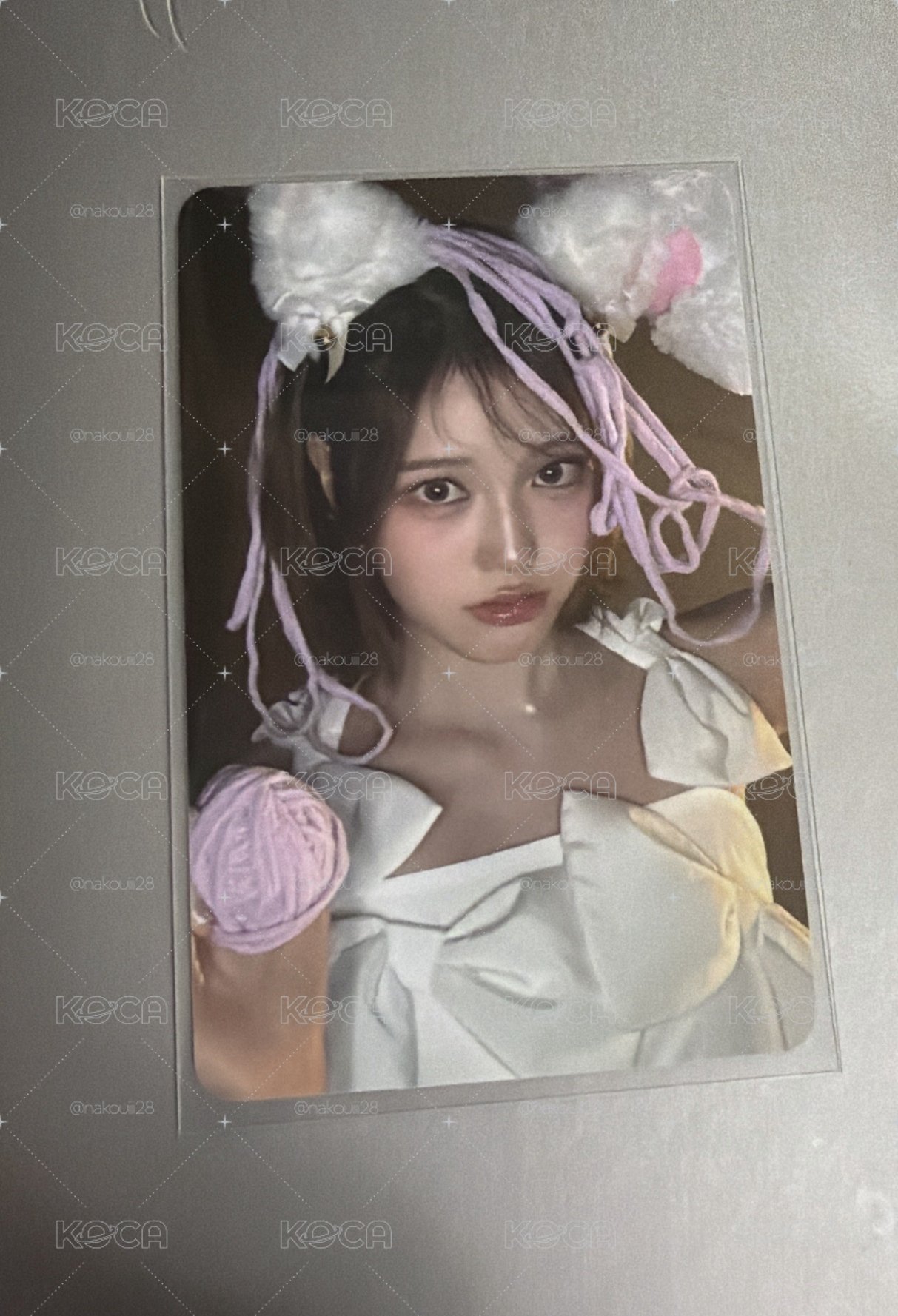 貓咪菲菲