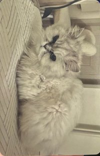 小夜曲 電子專 專輯卡 固配生活
