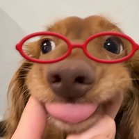 韓闊卡是小可愛