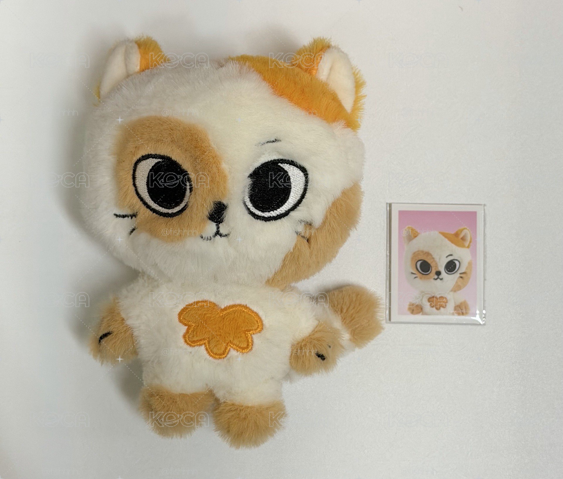 二代貓比 含綁