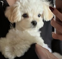老天保柚吉山寧山全冬有