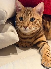 yan 默默地尋覓