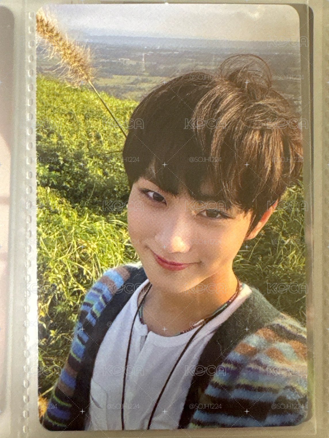 狗尾巴草元